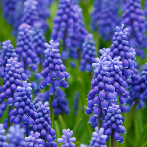 BLUE FLOWERS - Bloomsfully