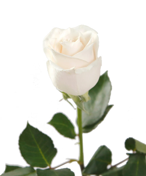 2 x 1 ROSES BUY 25 Stems Get 25 Stems FREE (25 Stems per Bunch) - Bloomsfully Wholesale Flowers