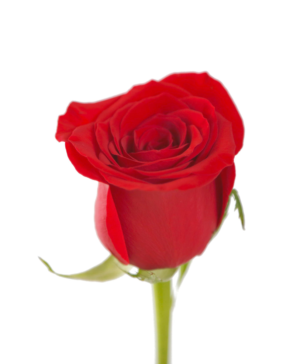National Red Rose Day - Celebrate the Timeless Beauty of the Queen