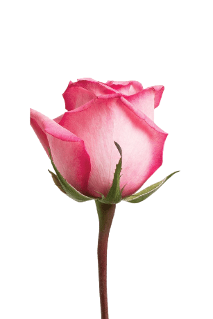 2 x 1 ROSES BUY 25 Stems Get 25 Stems FREE (25 Stems per Bunch) - Bloomsfully Wholesale Flowers