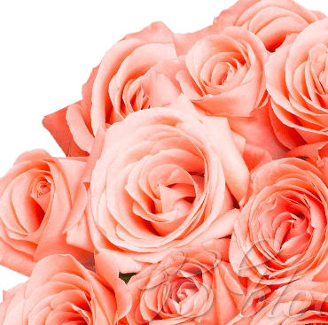 Salmon Roses (25 Stems per Bunch) - Bloomsfully Wholesale Flowers