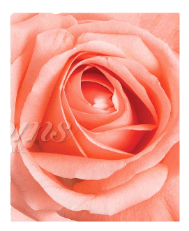 Salmon Roses (25 Stems per Bunch) - Bloomsfully Wholesale Flowers