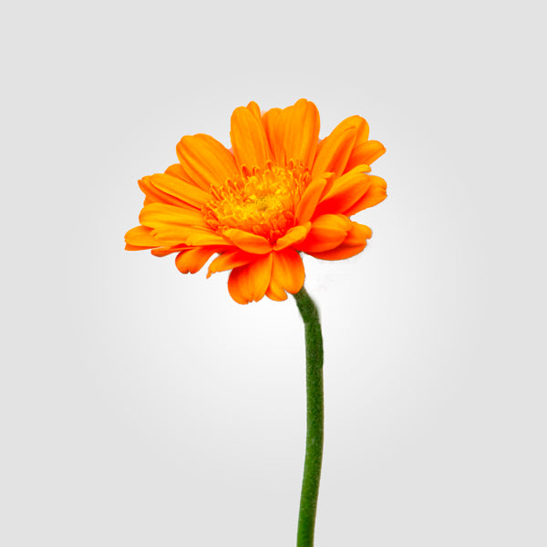 2 x 1 Gerberas BUY 25 Stems Get 25 Stems FREE (25 Stems per Bunch)