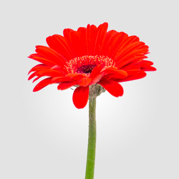 2 x 1 Gerberas BUY 25 Stems Get 25 Stems FREE (25 Stems per Bunch)