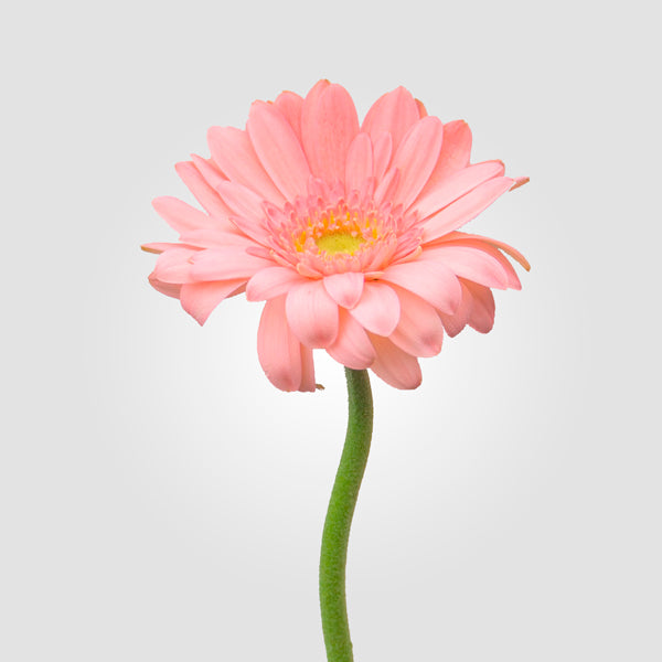 2 x 1 Gerberas BUY 25 Stems Get 25 Stems FREE (25 Stems per Bunch)