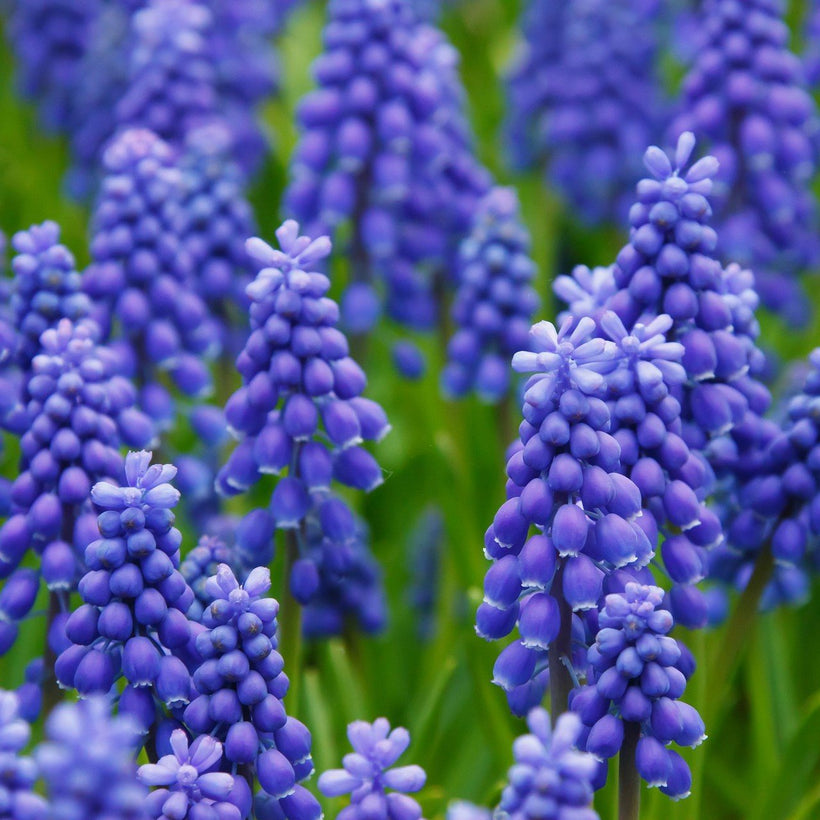 BLUE FLOWERS