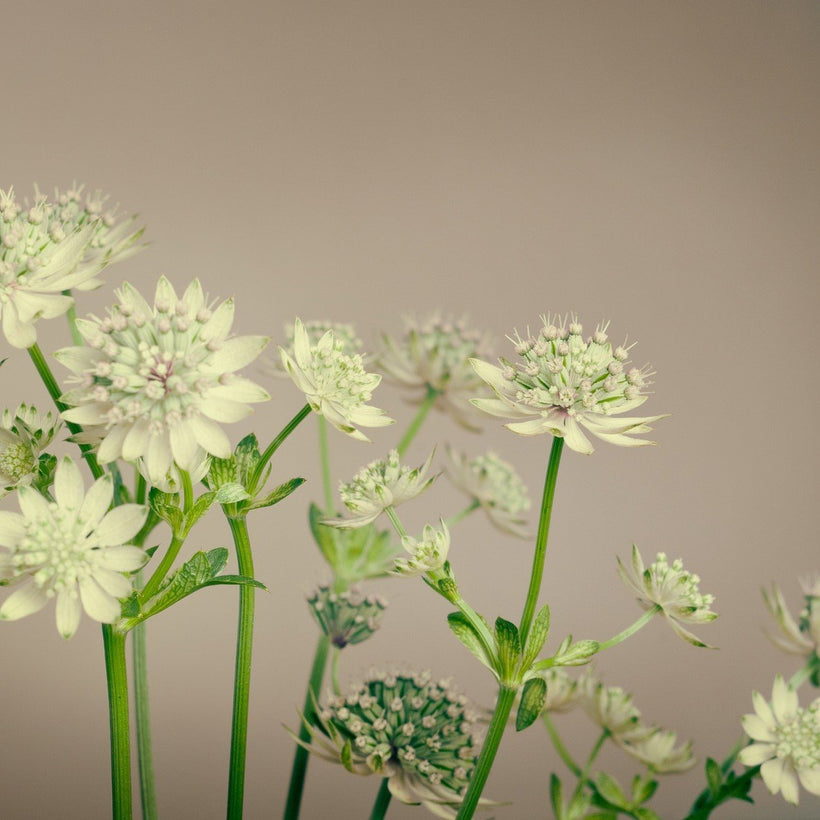GREEN FLOWERS