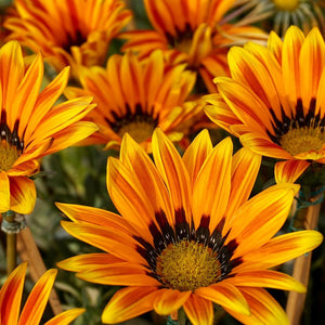 ORANGE FLOWERS - Bloomsfully