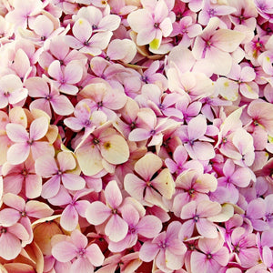 PINK FLOWERS - Bloomsfully