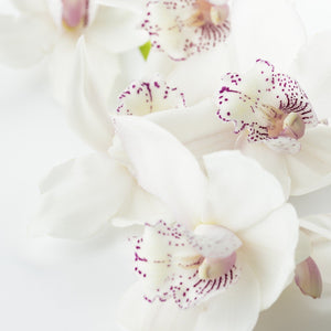 WHITE FLOWERS - Bloomsfully