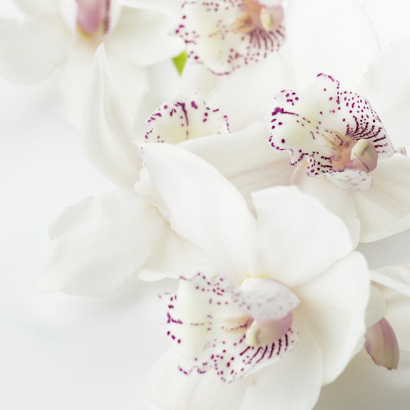 WHITE FLOWERS