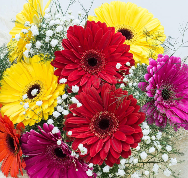 GERBERAS