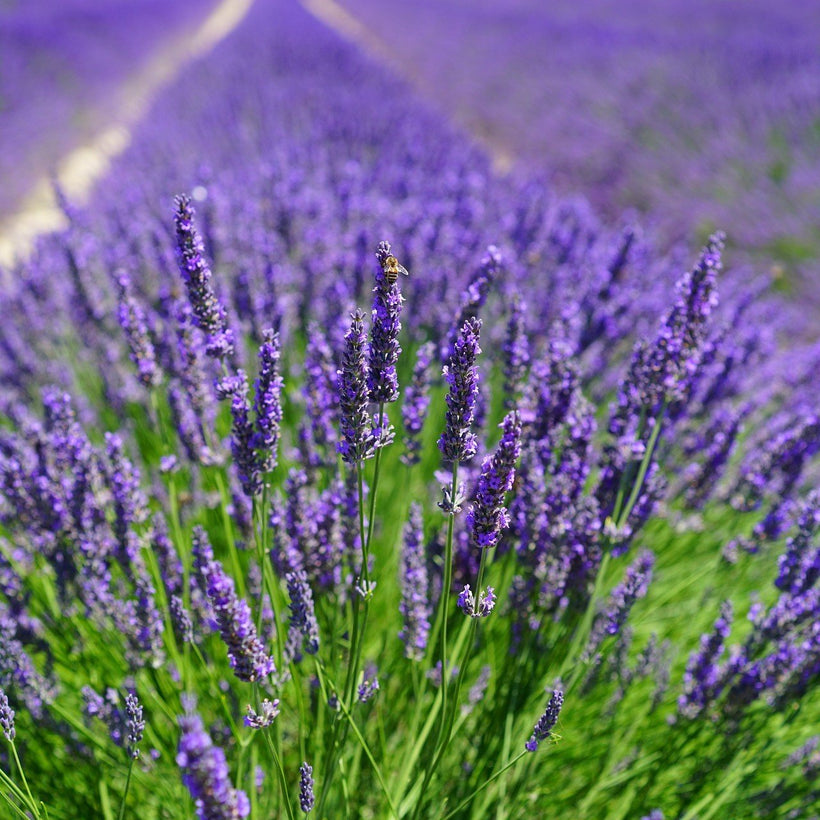 LAVENDER FLOWERS