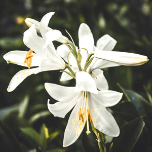 LILIES
