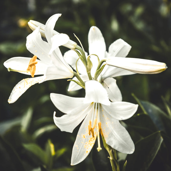 LILIES