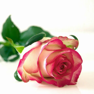 BICOLOR FLOWERS - Bloomsfully