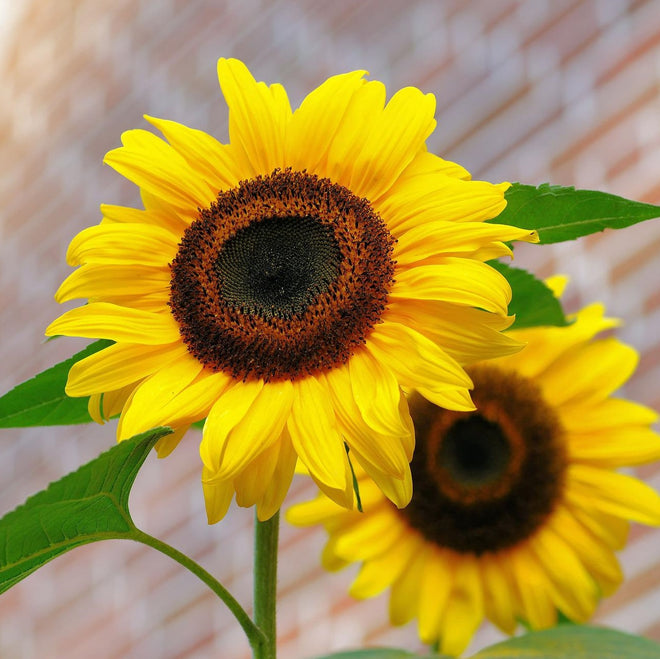 SUNFLOWERS