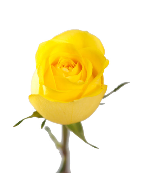 2 x 1 ROSES BUY 25 Stems Get 25 Stems FREE (25 Stems per Bunch) - Bloomsfully Wholesale Flowers
