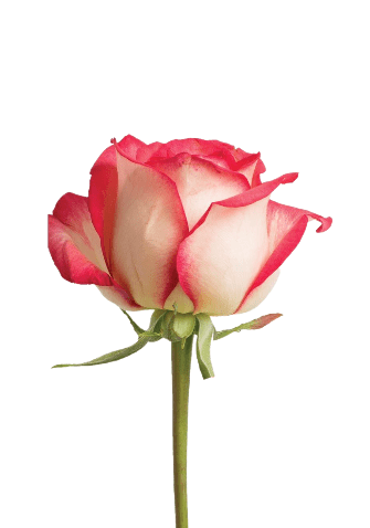 2 x 1 ROSES BUY 25 Stems Get 25 Stems FREE (25 Stems per Bunch) - Bloomsfully Wholesale Flowers