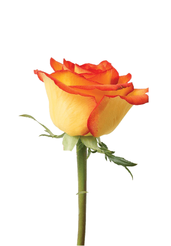 2 x 1 ROSES BUY 25 Stems Get 25 Stems FREE (25 Stems per Bunch) - Bloomsfully Wholesale Flowers