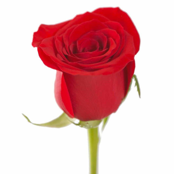 Red Roses (25 Stems per Bunch) - Bloomsfully Wholesale Flowers