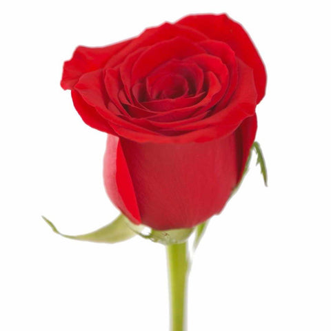Red Roses (25 Stems per Bunch) - Bloomsfully Wholesale Flowers