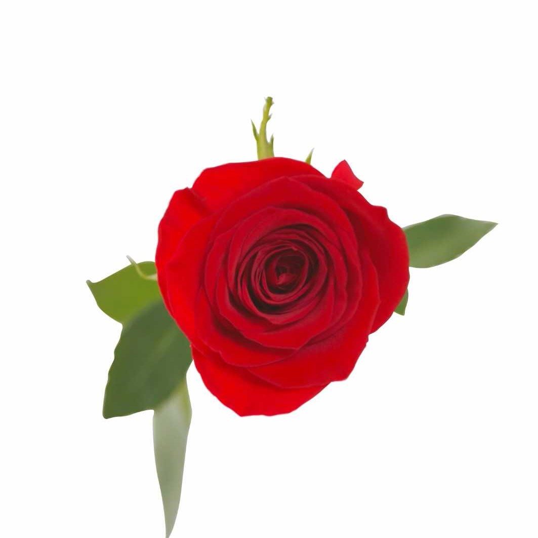 Red Roses (25 Stems per Bunch) - Bloomsfully Wholesale Flowers