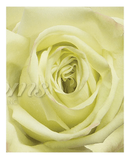 Green Roses (25 Stems per Bunch) - Bloomsfully Wholesale Flowers