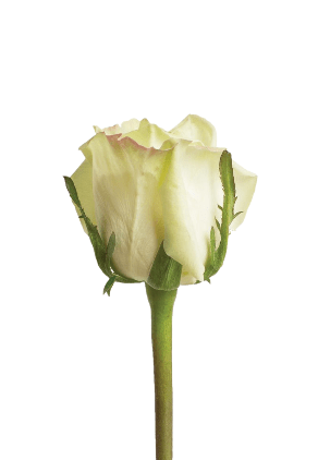 Green Roses (25 Stems per Bunch) - Bloomsfully Wholesale Flowers