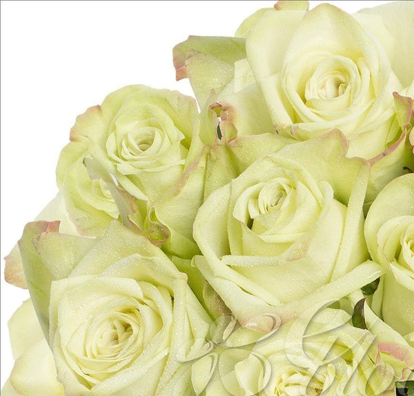 Green Roses (25 Stems per Bunch) - Bloomsfully Wholesale Flowers