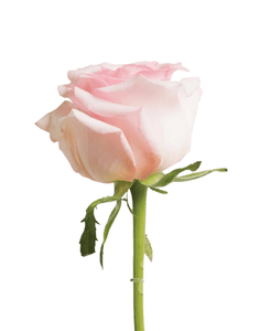 Light Pink Roses (25 Stems per Bunch) - Bloomsfully Wholesale Flowers