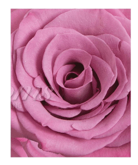 Lavender Roses (25 Stems per Bunch) - Bloomsfully Wholesale Flowers