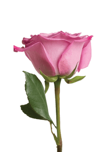 Lavender Roses (25 Stems per Bunch) - Bloomsfully Wholesale Flowers