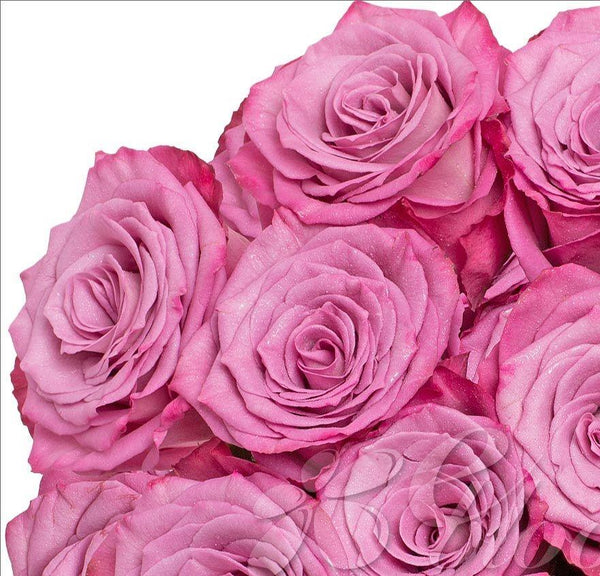 Lavender Roses (25 Stems per Bunch) - Bloomsfully Wholesale Flowers