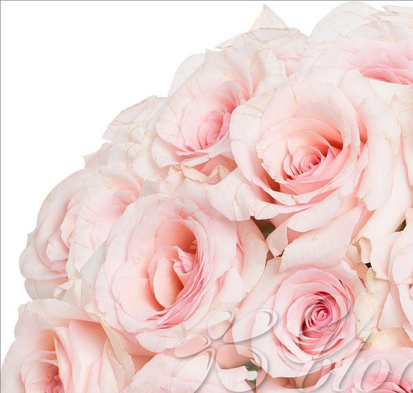 Light Pink Roses (25 Stems per Bunch) - Bloomsfully Wholesale Flowers