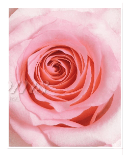 Fresh Hot Pink Bulk Roses free Shipping 