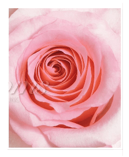 Light Pink Roses (25 Stems per Bunch) - Bloomsfully Wholesale Flowers