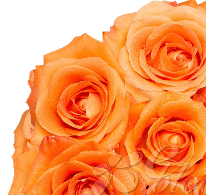 Orange Roses (25 Stems per Bunch) - Bloomsfully Wholesale Flowers