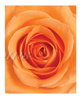 Orange Roses (25 Stems per Bunch)