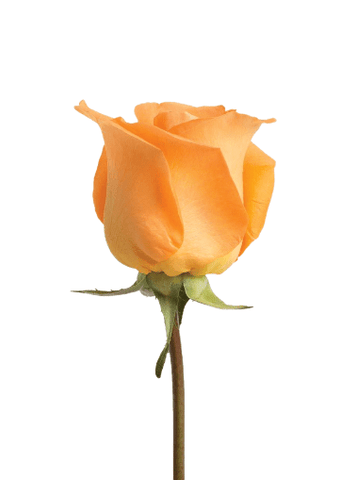 Orange Roses (25 Stems per Bunch) - Bloomsfully Wholesale Flowers