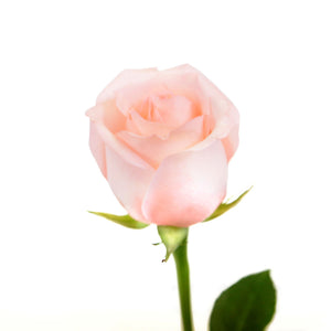 Pink Roses (25 Stems per Bunch) - Bloomsfully Wholesale Flowers