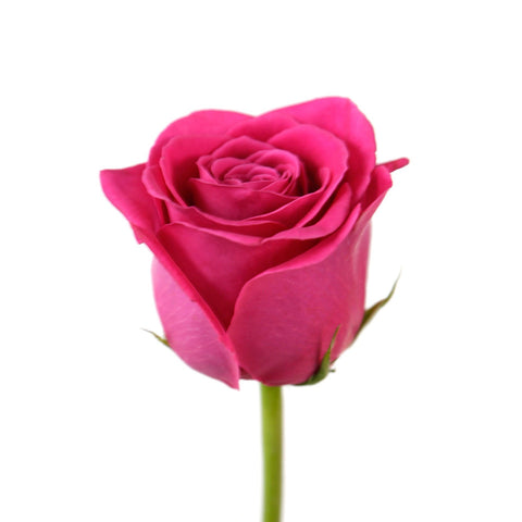 Hot Pink Roses (25 Stems per Bunch) - Bloomsfully Wholesale Flowers