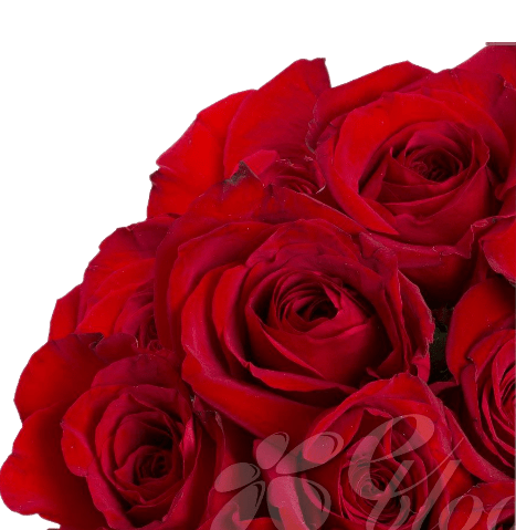 Red Roses (25 Stems per Bunch) - Bloomsfully Wholesale Flowers
