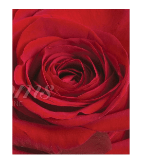 Red Roses (25 Stems per Bunch) - Bloomsfully Wholesale Flowers