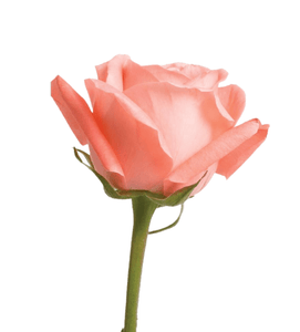 Salmon Roses (25 Stems per Bunch) - Bloomsfully Wholesale Flowers
