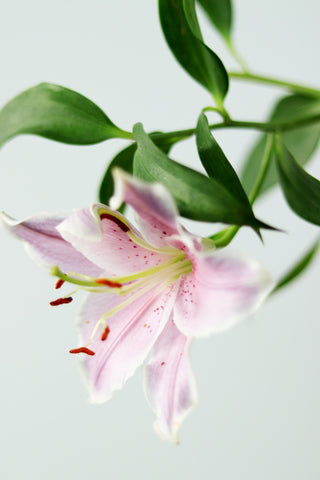 Pink Lilies (25 Stems per Bunch)