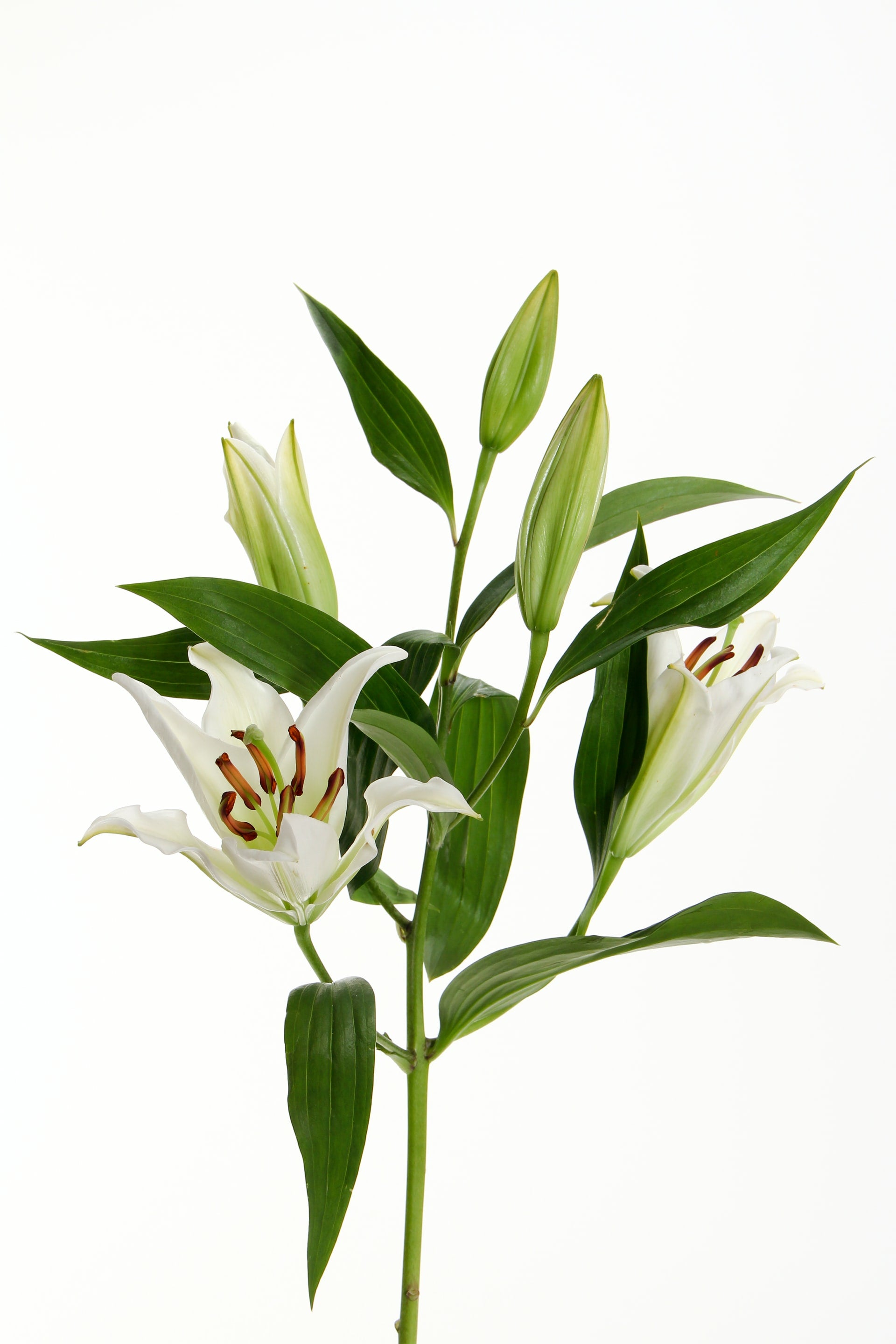 lily flower stalk White Lilies (25 Stems per Bunch) 100 (4 Bunches per Box)