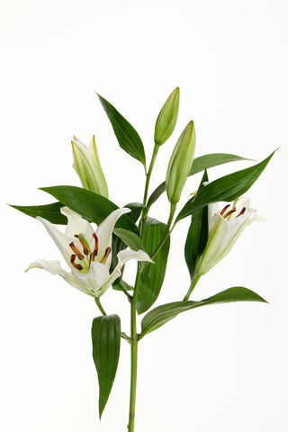 White Lilies (25 Stems per Bunch)