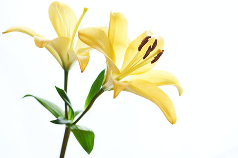 Yellow Lilies (25 Stems per Bunch)