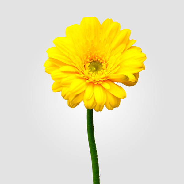 2 x 1 Gerberas BUY 25 Stems Get 25 Stems FREE (25 Stems per Bunch)